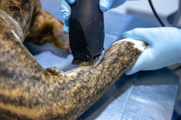 Borotvált mellső lábak kutyamszőr - Fotó, kép