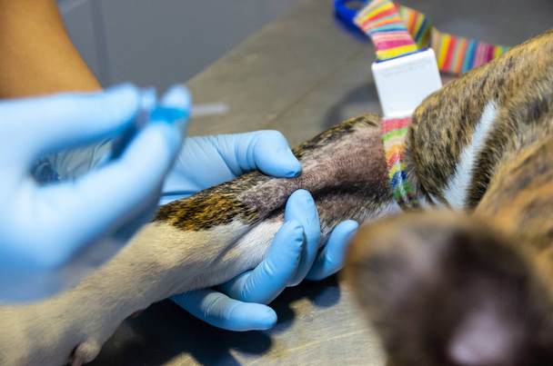 Colocación de catéter intravenoso en un perro
 - Foto, Imagen