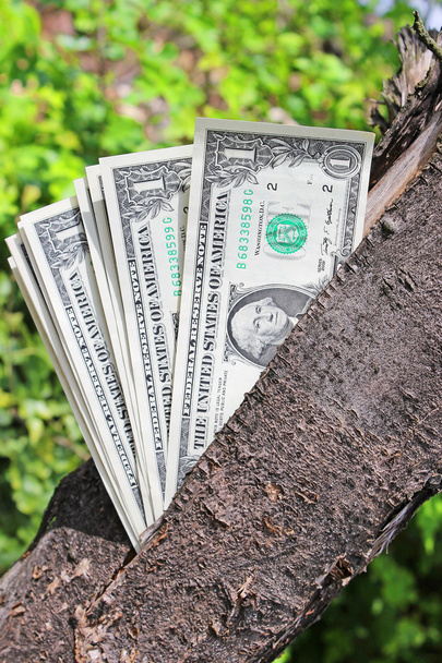 Strom peněz - Fotografie, Obrázek