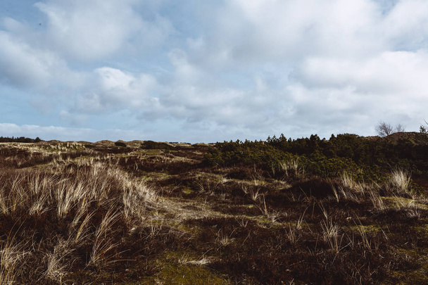 Sand dunes on the island of Amrum in spring - Photo, image