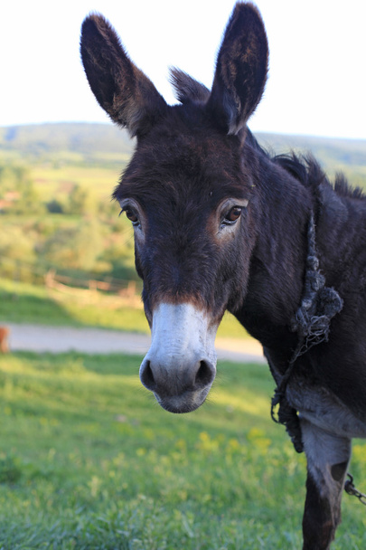 Donkey - Photo, Image