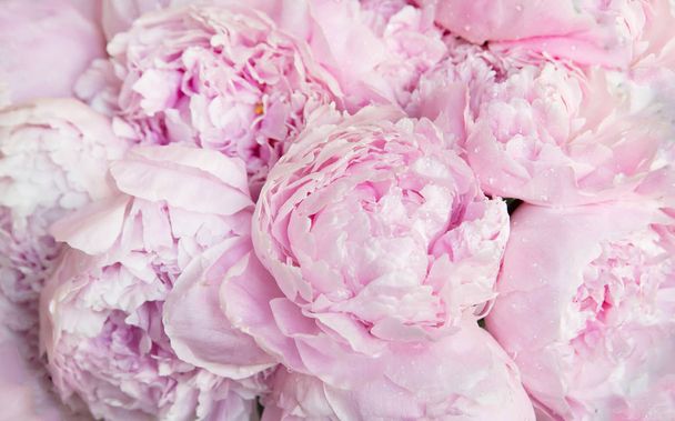 Pink peonies blossom background. Flowers - Photo, Image