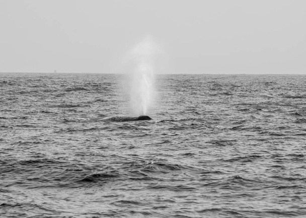 Una ballena azul en la superficie del agua en Sri Lanka
. - Foto, Imagen