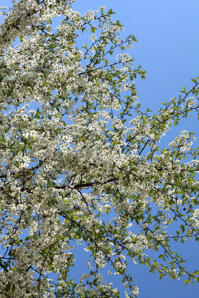 Wiśniowe drzewo gałąź pokryte białymi kwiatami przeciw błękitne niebo - Zdjęcie, obraz
