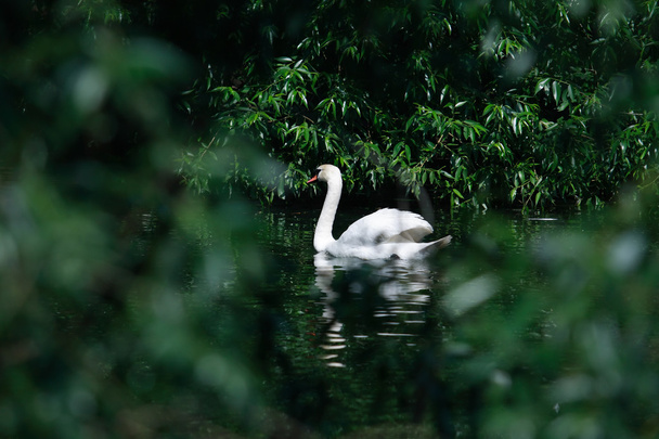 Swan Among Leaves - Фото, зображення