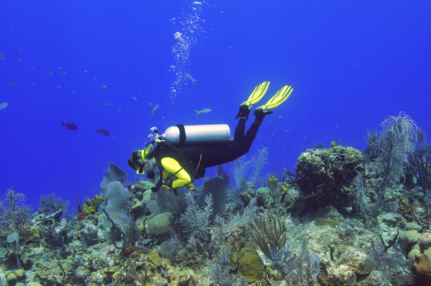 サンゴ礁を探検 - 写真・画像