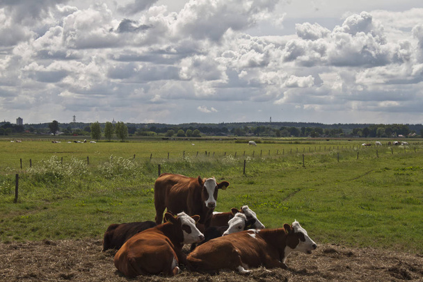 Ruminating cows in a pasture. - Fotó, kép