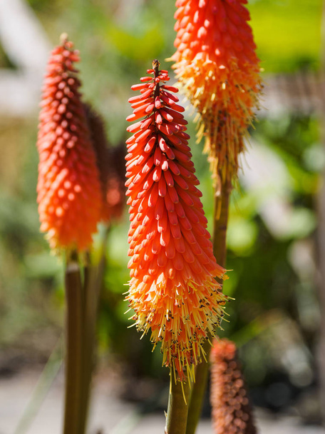 Red Hot Poker - Photo, Image