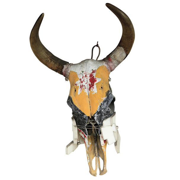 Cráneo de toro aislado
 - Foto, imagen