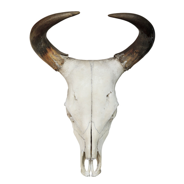 Bull Skull - Photo, Image
