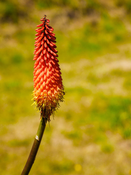 Red Hot Poker - Photo, Image