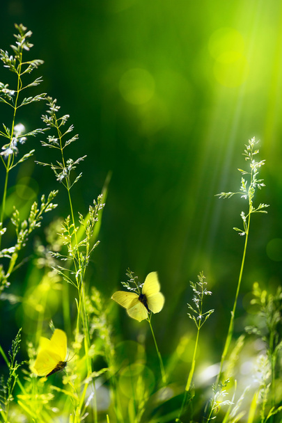абстрактний літній квітковий зелений фон природи
 - Фото, зображення