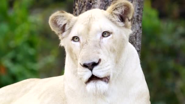 ženská bílá Lví tvář zblízka - Záběry, video