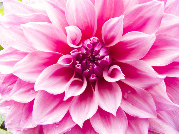 close up of blooming Pink Dahlia flower - Foto, afbeelding