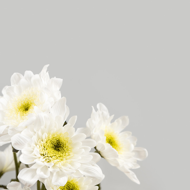 Весняний цвіт. Білі квіти
. - Фото, зображення