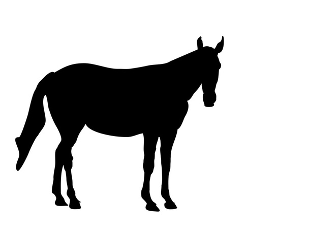 Silhouette di cavallo
 - Vettoriali, immagini