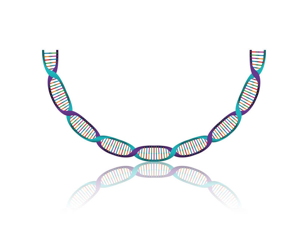 łańcuch DNA z krzywej nauki kolorowy ikona - Wektor, obraz