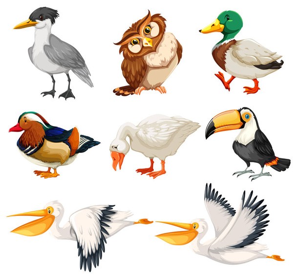 Conjunto de caracteres de pássaro
 - Vetor, Imagem