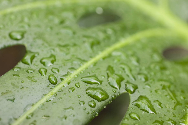 Water drops on leaf of Monstera deliciosa, Swiss cheese plant. - Photo, image
