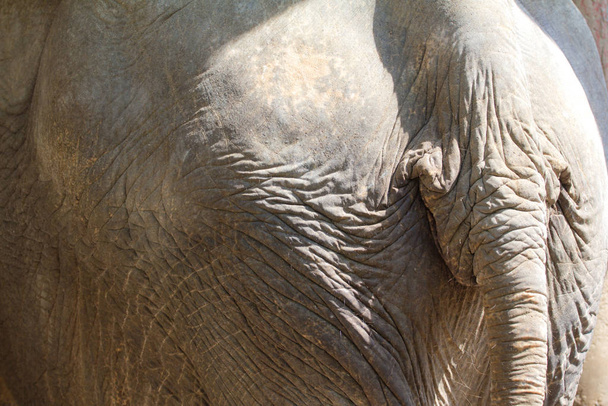 Backside of an Asia Elephant - Foto, immagini