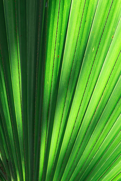 Stalk of the palm leaves, can be used as background. - Φωτογραφία, εικόνα
