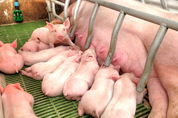 Maman porc nourrissant les bébés porcs
 - Photo, image