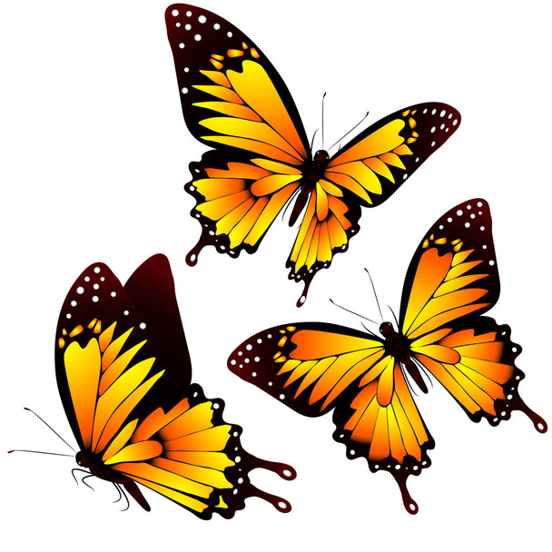 Bright colorful orange butterflies isolated on white background - Vetor, Imagem