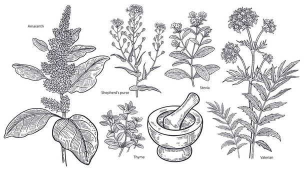 Set of imedical plants, flowers and herbs. - Vector, Imagen