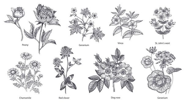 Set of medical herbs and plants. - Vector, Image