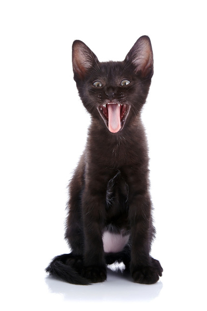 Strongly surprised black kitten. - Valokuva, kuva