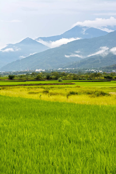Rice farm in the country, Hualien, Taiwan, Asia - 写真・画像