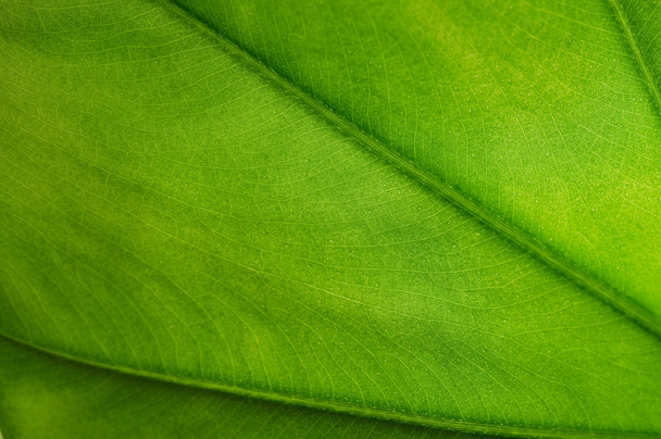 zielony liść tekstura - Zdjęcie, obraz