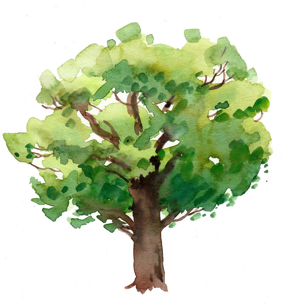 Big oak tree in the summer field. Watercolor painting - Photo, Image