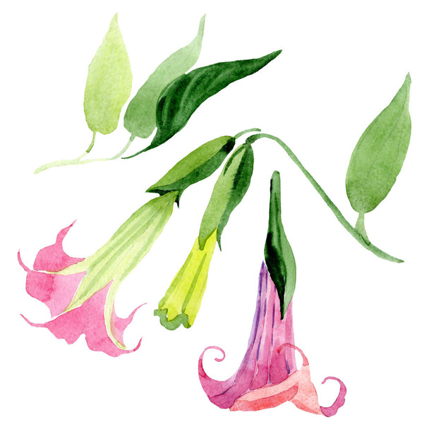 ピンクの brugmansia 花の植物園。水彩画の背景セット。分離 brugmansia イラスト要素. - 写真・画像