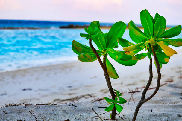 Это уникальное изображение показывает дикое маленькое растение с пышными зелеными листьями на пляже Мальдив и на заднем плане можно увидеть Индийский океан
 - Фото, изображение