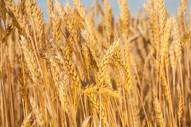 Золотые уши пшеницы под небом. мягкий акцент на поле
 - Фото, изображение