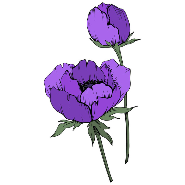 Vector Purple Anemone floral botanical flowers. Black and white engraved ink art. Isolated anemone illustration element. - Вектор,изображение