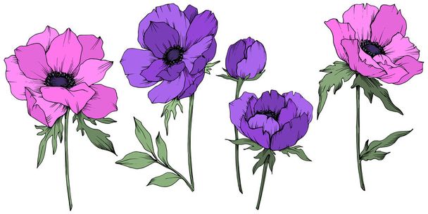 Vector Anemone floral botanical flowers. Black and white engraved ink art. Isolated anemone illustration element. - Vector, afbeelding