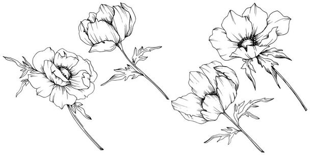 Vektori Anemone kukka kasvitieteellinen kukkia. Musta ja valkoinen kaiverrettu muste taidetta. Eristetty anemonikuvauselementti
. - Vektori, kuva
