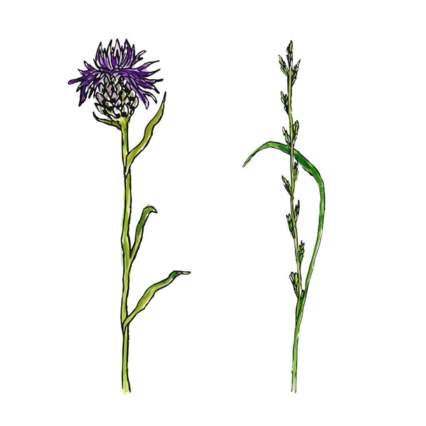 Wild flower illustration. Thistle medecine herbal. Vector watercolor effect. - Vector, Image