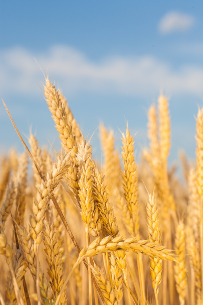 gold ears of wheat under sky. soft focus on field - Photo, Image