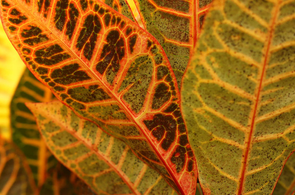 tropikal yaprak dokusu, yeşillik doğa yeşil, turuncu ve sarı arka plan - Fotoğraf, Görsel