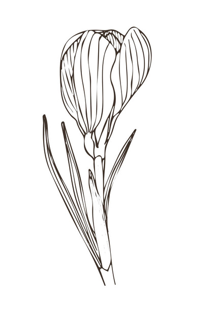 Hand drawn flower. Floral interior print. Sketched spring illustration. Tattoo flower line art. - Διάνυσμα, εικόνα