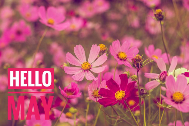 Banner Hello May. Saluto il nuovo mese. Immagine con fiori. Testo su uno sfondo di fiori
. - Foto, immagini