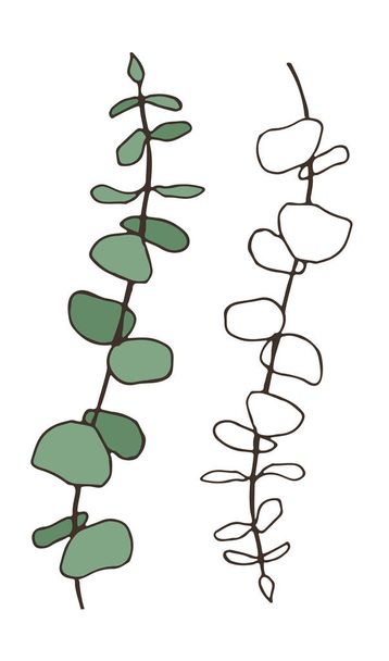 Eucalyptus handdrawn art. Nature interior print. Floral vector illustration. Tattoo line and color art. - Vector, Image