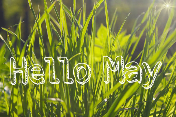 Banner Hallo Mai. grüßt den neuen Monat. Bild mit Blumen. Text auf einem Hintergrund aus Blumen. - Foto, Bild