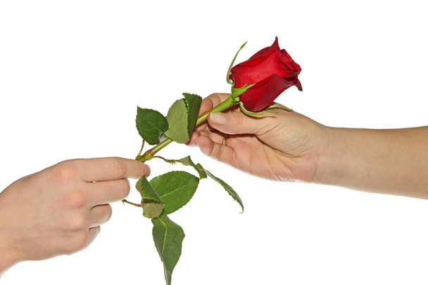 Teen presents his mother a rose - Zdjęcie, obraz