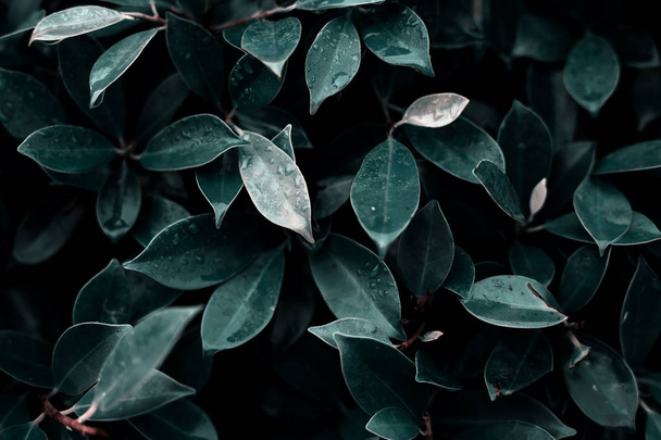 foglie bagnate verde scuro
 - Foto, immagini