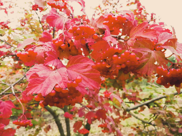 baies de frêne de montagne aux feuilles rouges
 - Photo, image