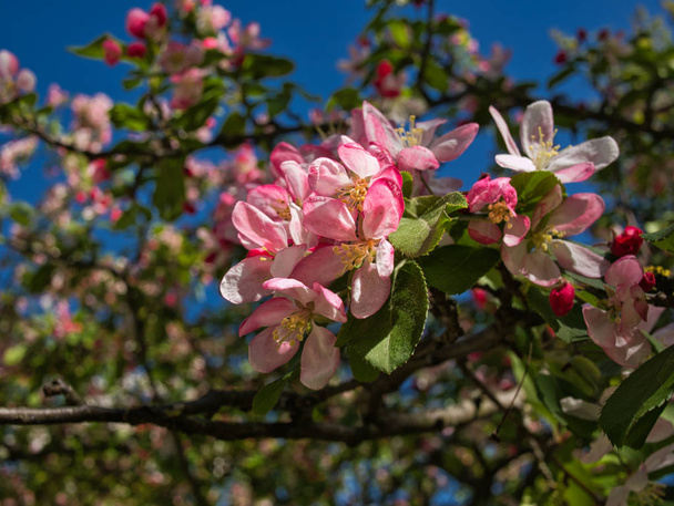Kwiat jabłoni z kilkoma rozmytymi kwiatami - Zdjęcie, obraz